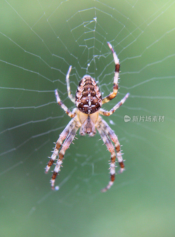 欧洲花园蜘蛛网图像/英语十字蜘蛛/ orbweaver /冠冕